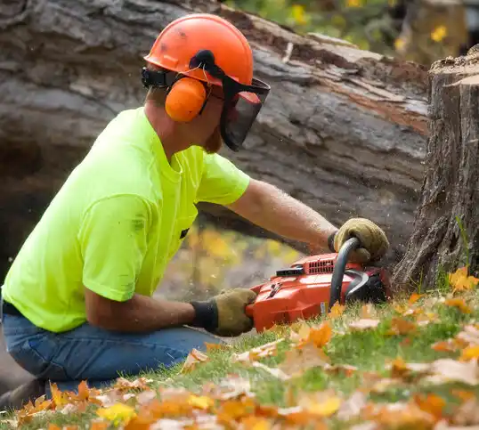 tree services Graymoor-Devondale